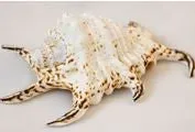 RAINBOWCRAFT Earrings Lambis Chiragra Shell